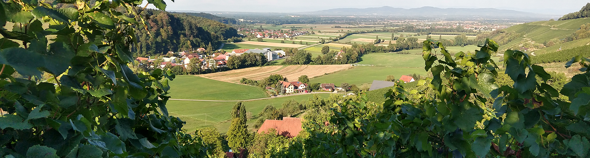 Herbst Aussicht über Reben